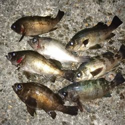 爆風のメバリング